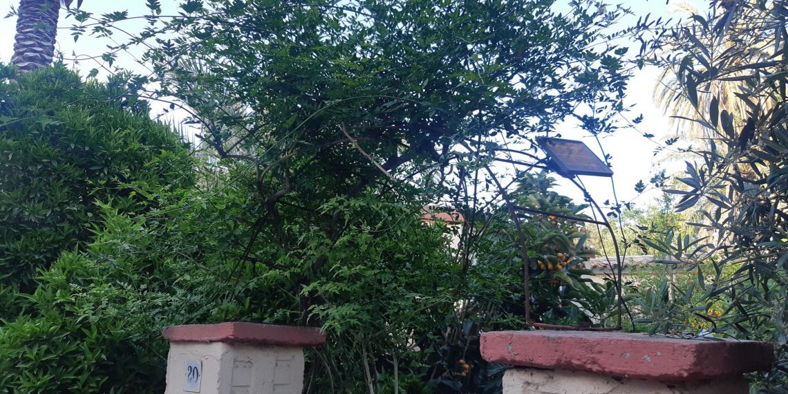 Τι συμβόλιζε το γιασεμί στις πόρτες των σπιτιών