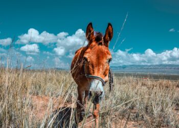 Money mule: Τι είναι ο μεταφορέας παράνομου χρήματος