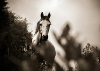 Η υπευθυνότητα κατέληξε…