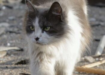 Χνουδωτός διακινητής ναρκωτικών σε φυλακές