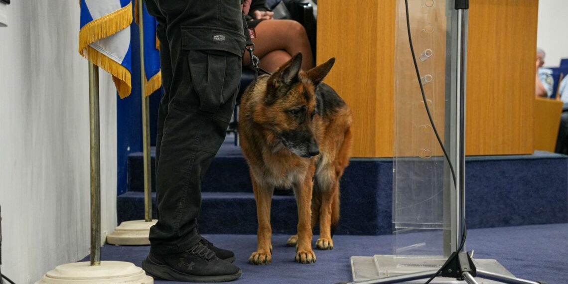 Sandy: Ο αστυνομικός σκύλος του Β. Αιγαίου