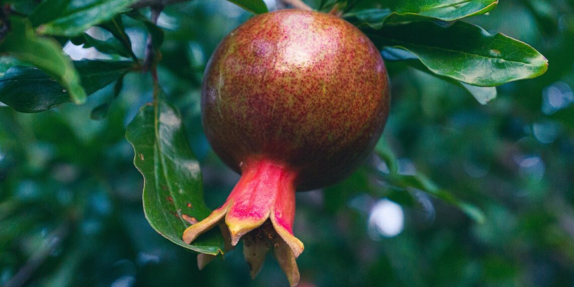 Τι συμβολίζει το ρόδι την Πρωτοχρονιά