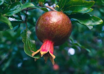 Τι συμβολίζει το ρόδι την Πρωτοχρονιά